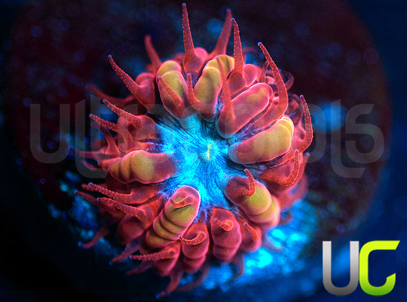 UC Blue Raven Blasto