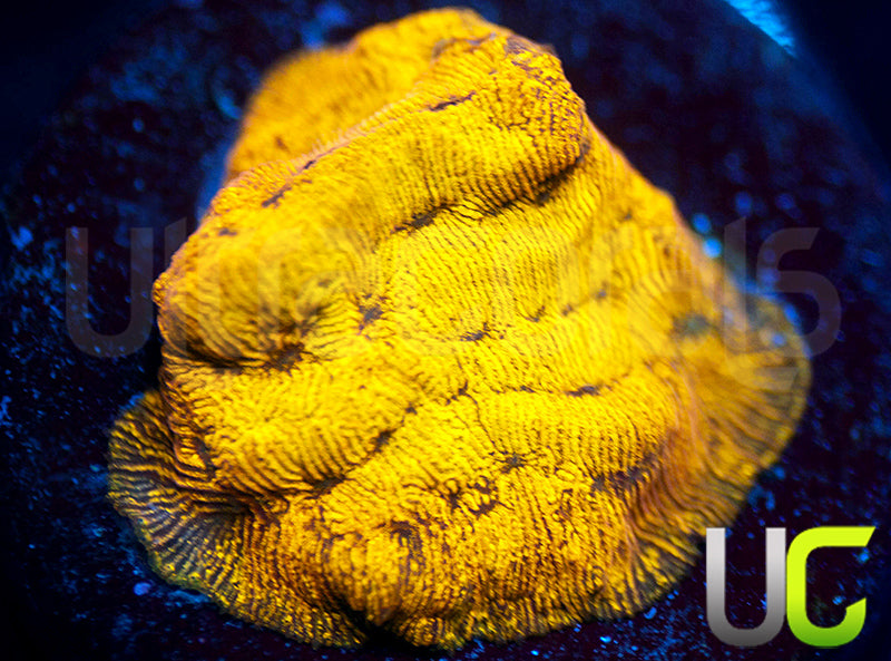 UC Golden Dragon Lepto