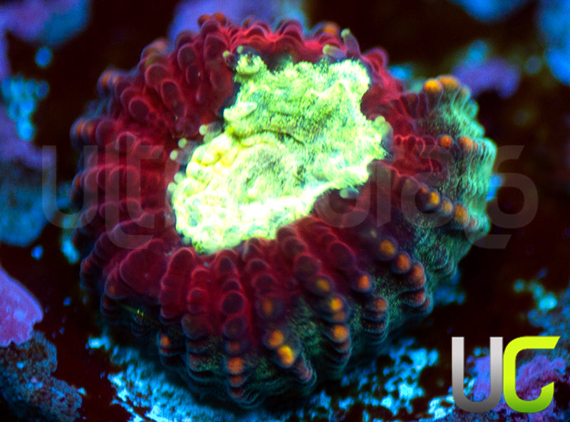 UC Strobe Light Favia