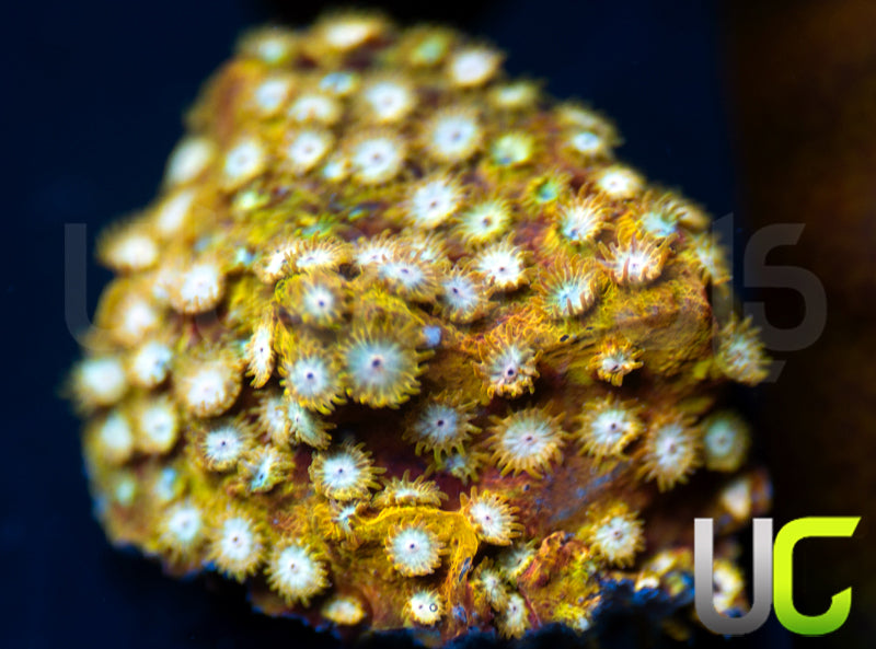 UC Yellowjacket Cyphastrea
