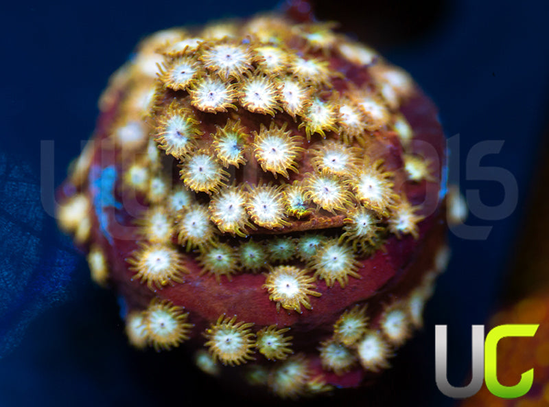 UC Yellowjacket Cyphastrea