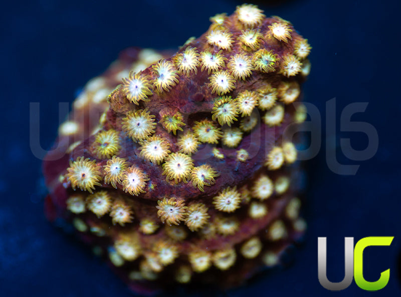 UC Yellowjacket Cyphastrea