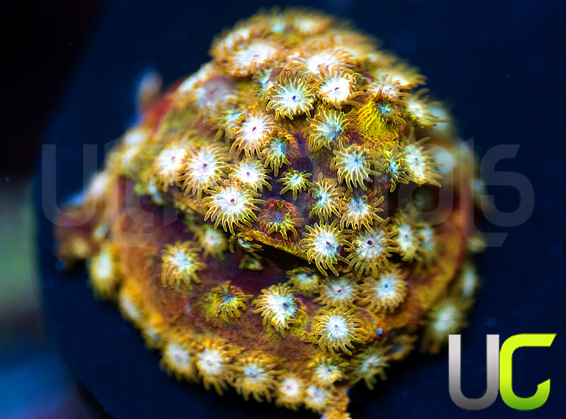 UC Yellowjacket Cyphastrea