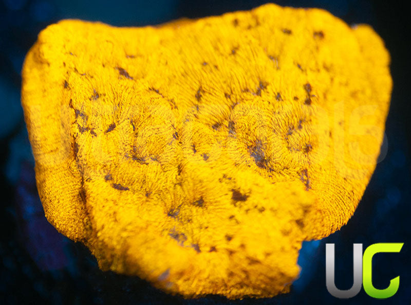 UC Golden Dragon Lepto