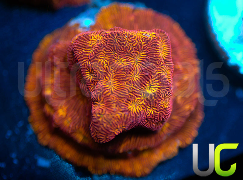 UC Sun Goddess Lepto