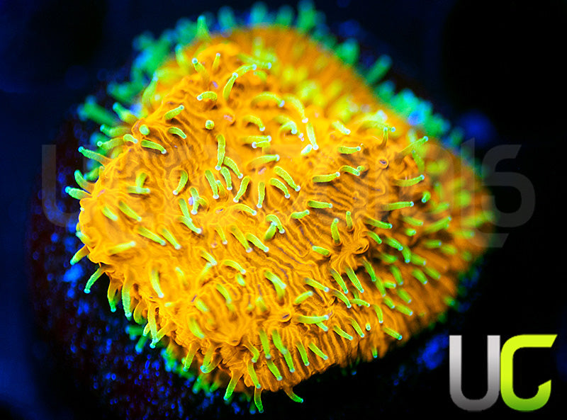 UC Fuzzy Navel Litho