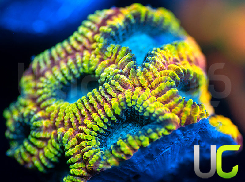 TGC Favia of the Gods