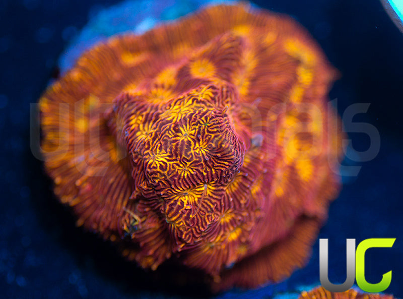 UC Sun Goddess Lepto