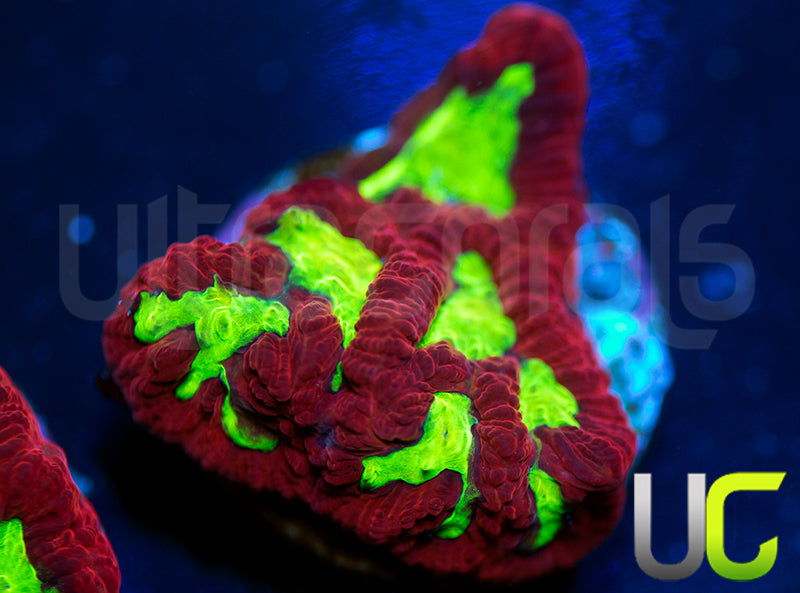 UC Jingle Bells Favia