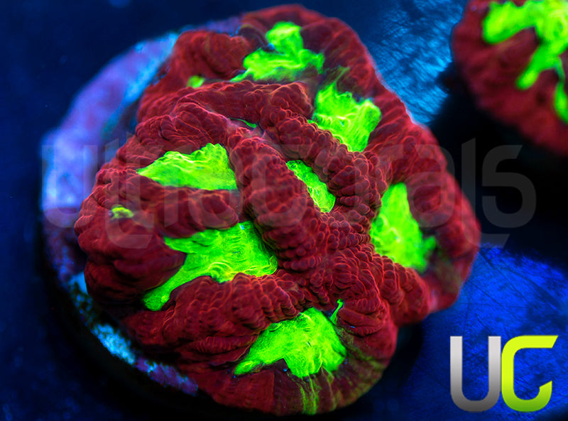 UC Jingle Bells Favia