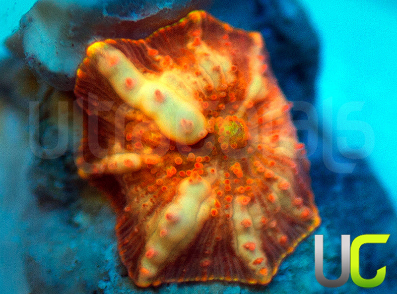 NEW RELEASE: UC Hyper Fanta Mushroom