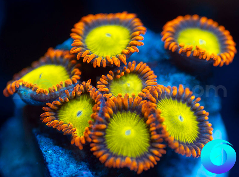 Mandarin Oranges