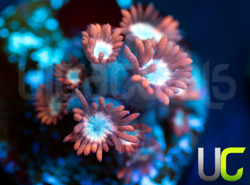 UC Dubble Bubble Goni