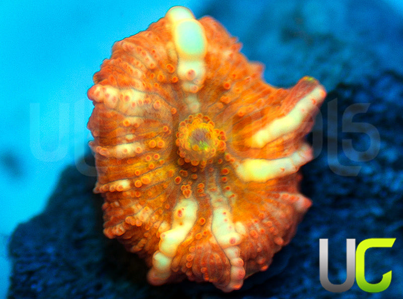 NEW RELEASE: UC Hyper Fanta Mushroom