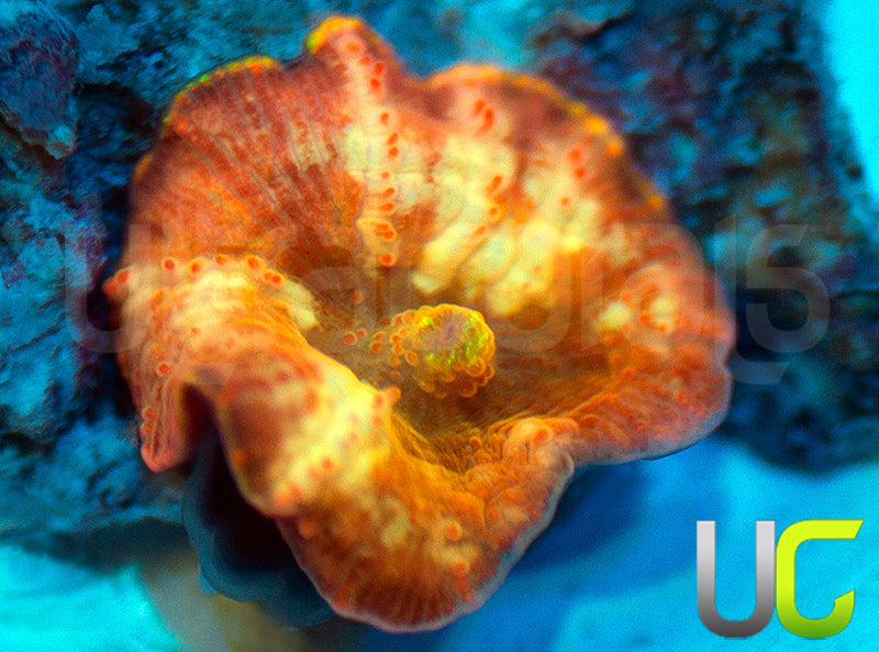 NEW RELEASE: UC Hyper Fanta Mushroom