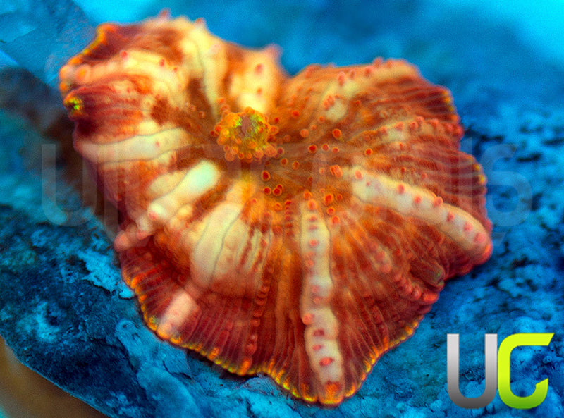 NEW RELEASE: UC Hyper Fanta Mushroom