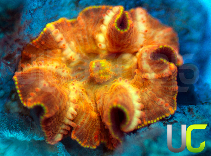 NEW RELEASE: UC Hyper Fanta Mushroom