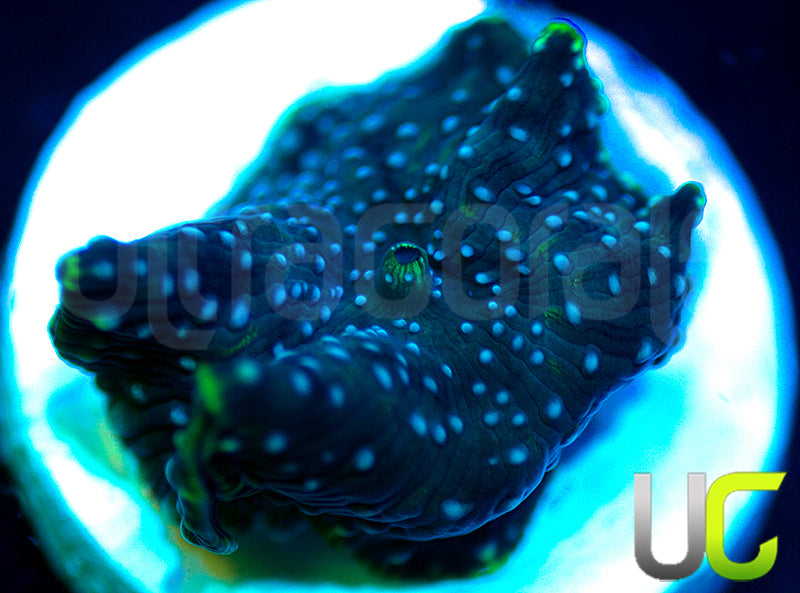 Twilight Discosoma Mushroom