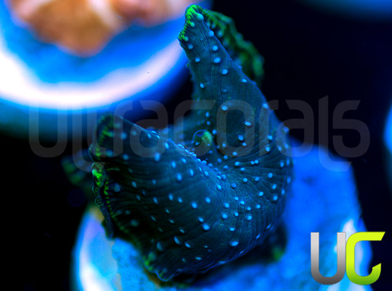 Twilight Discosoma Mushroom