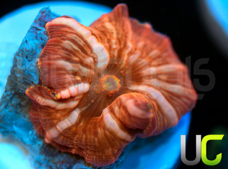 NEW RELEASE: UC Hyper Fanta Mushroom