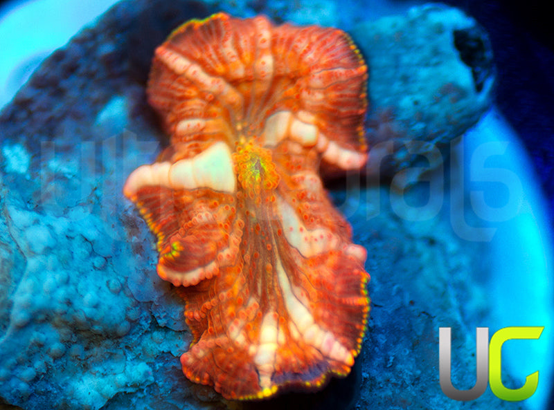 NEW RELEASE: UC Hyper Fanta Mushroom