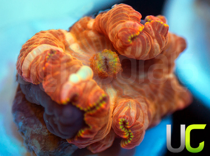 NEW RELEASE: UC Hyper Fanta Mushroom