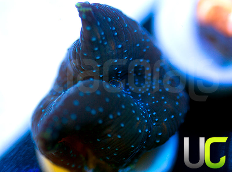 Twilight Discosoma Mushroom