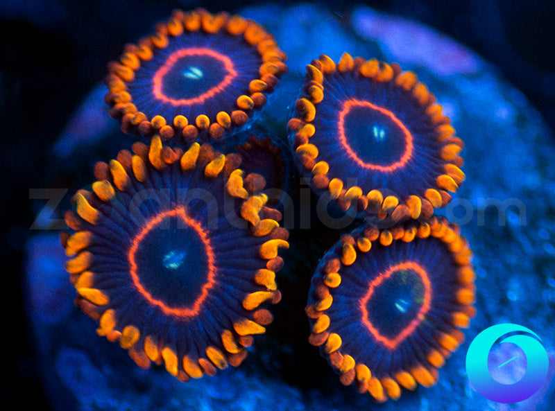 Red Hornets