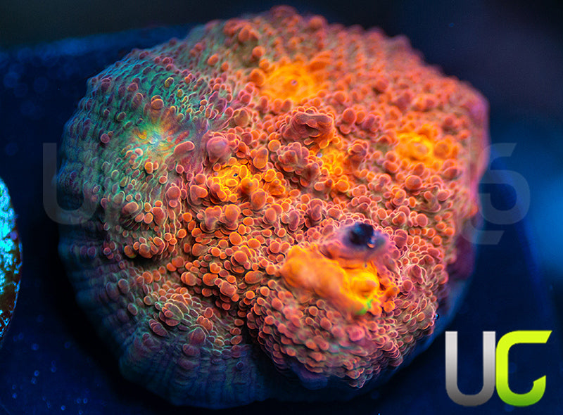 UC Everlights Chalice