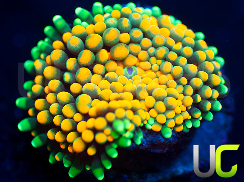 UC Mimosa Ricordea Florida