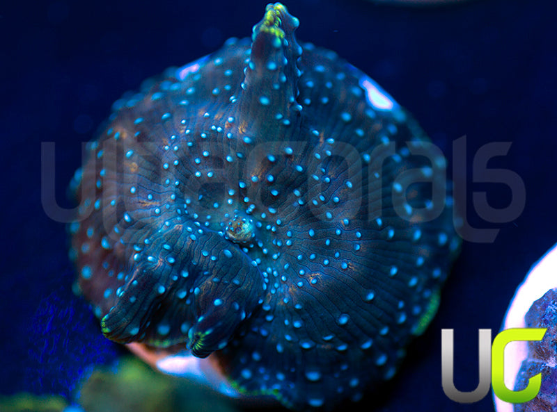 Twilight Discosoma Mushroom