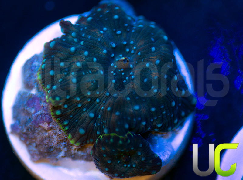 Twilight Discosoma Mushroom