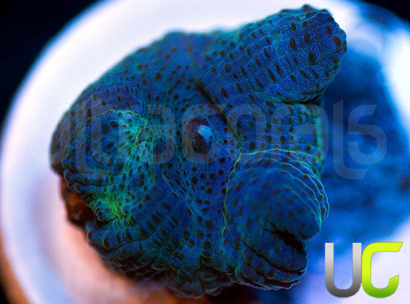 UC Blueberry Discosoma Mushroom