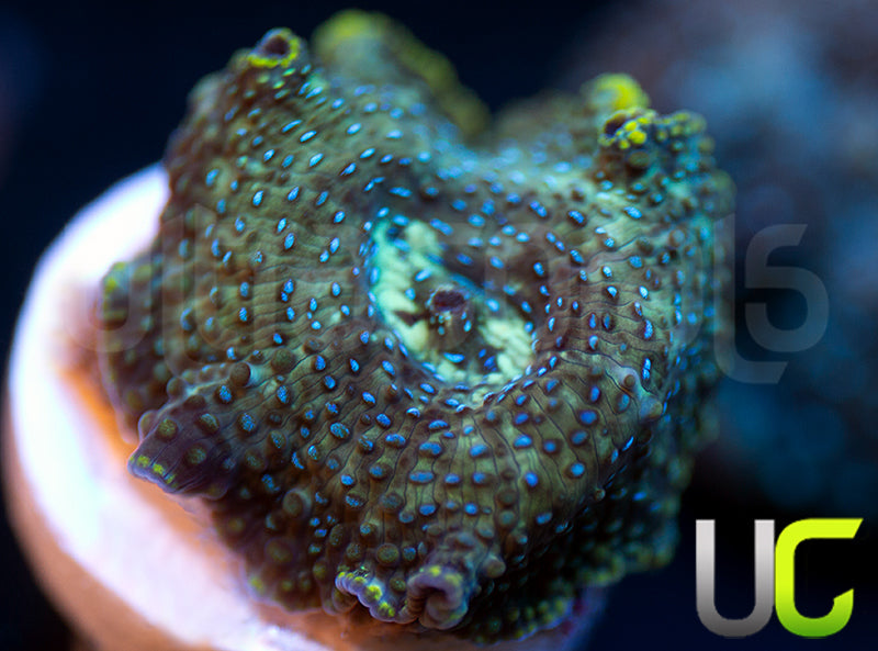 UC Swamp Thing Mushroom