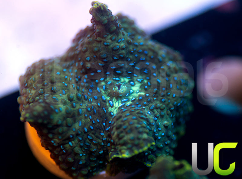 UC Swamp Thing Mushroom