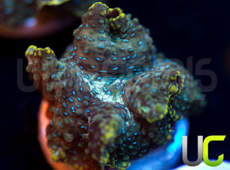 UC Swamp Thing Mushroom