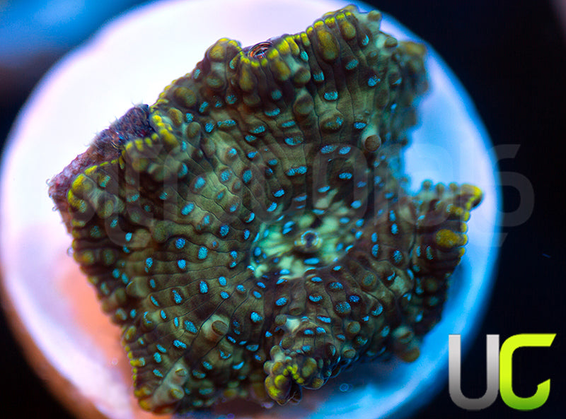 UC Swamp Thing Mushroom