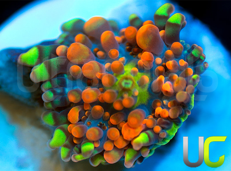 UC Lollipop Yuma Ricordea