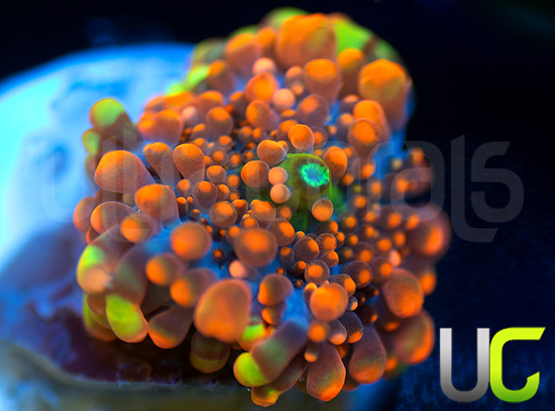 UC Lollipop Yuma Ricordea