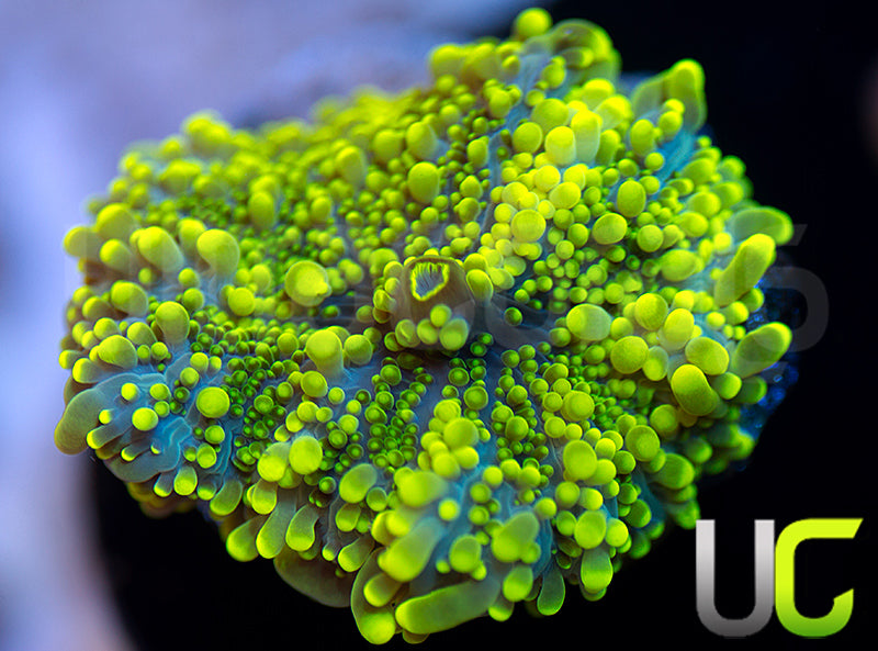 UC Green Lantern Yuma Ricordea