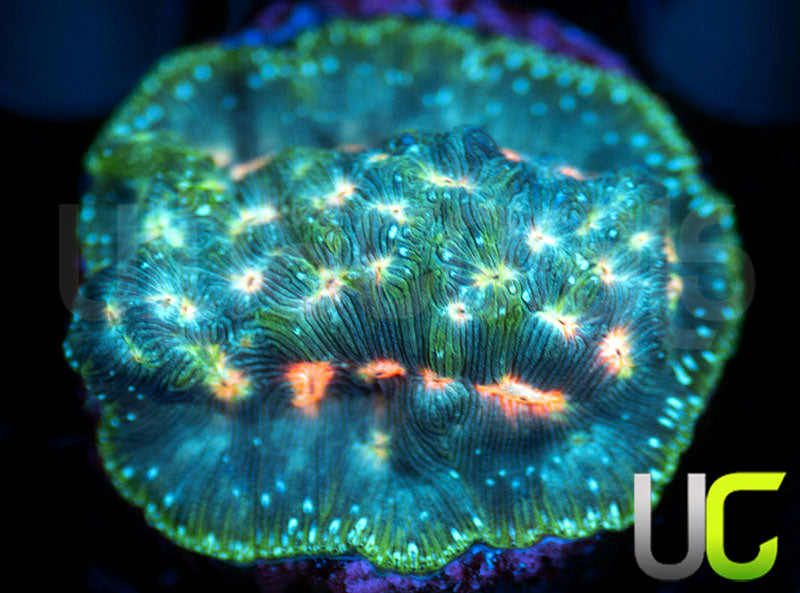 UC Plutonium Lepto