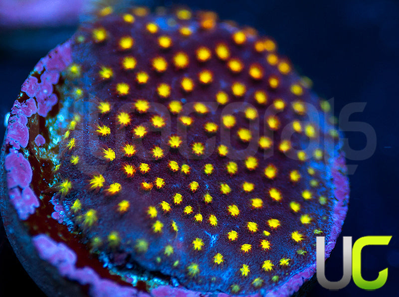 UC Flamethrower Stylo