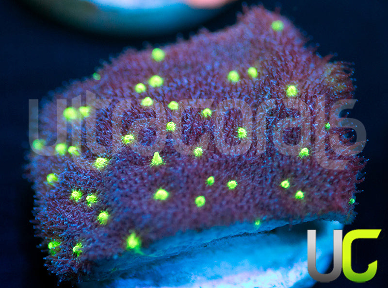 UC Purple Sheen Psammocora