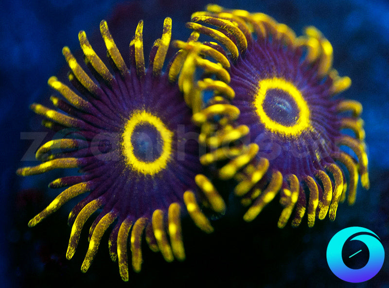 Purple Hornets