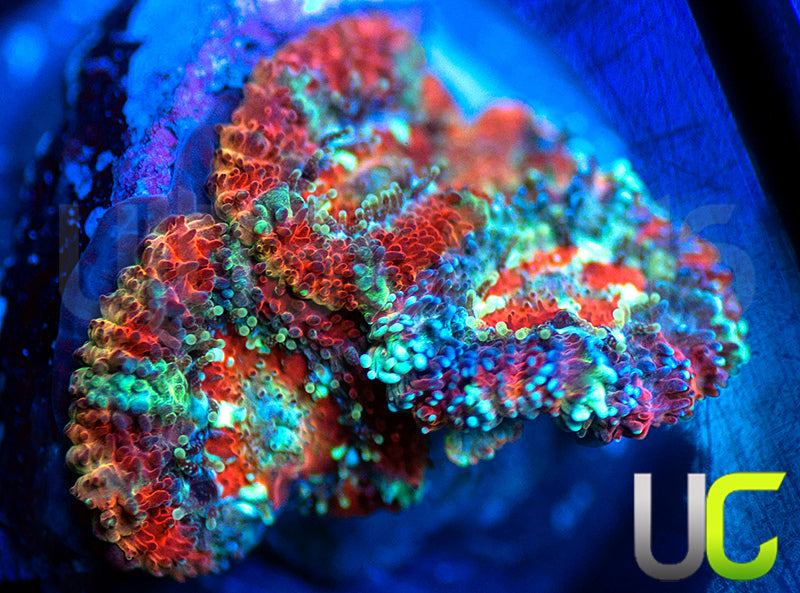 UC Dusted Melon Micro Amakusensis