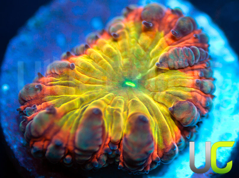 BSA TT Twister Blasto