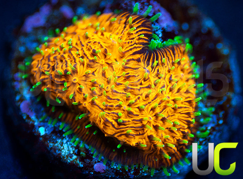 UC Fuzzy Navel Litho