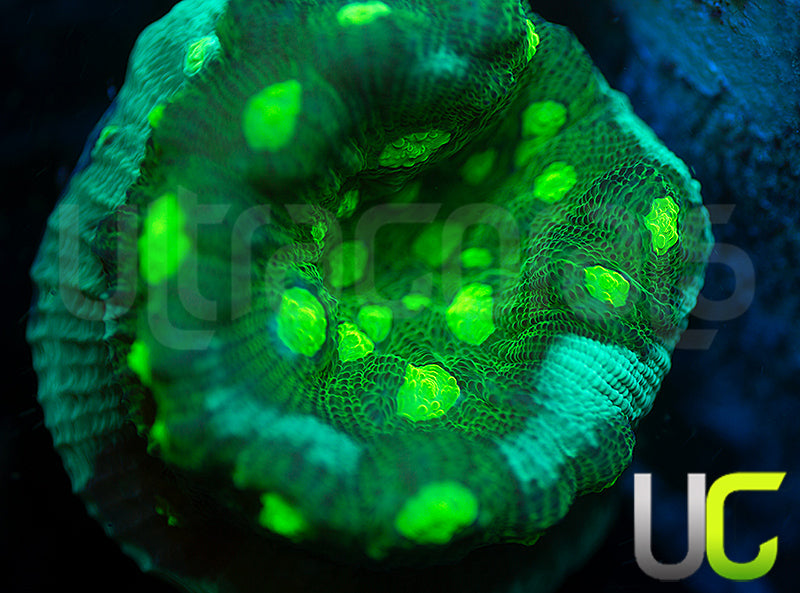 UC Shadow Doom Cupping Chalice