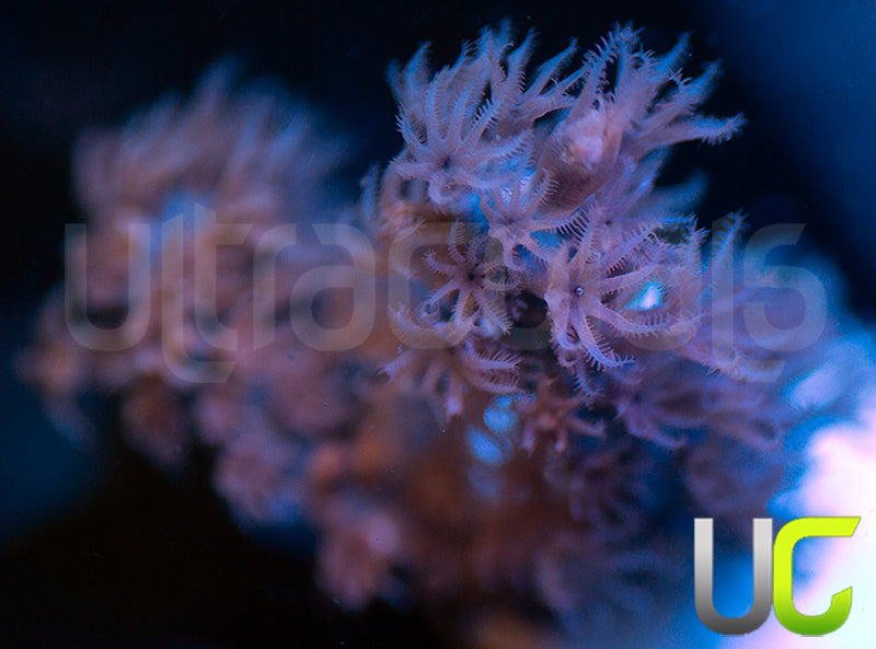 Aquacultured Slit Pore Gorgonia