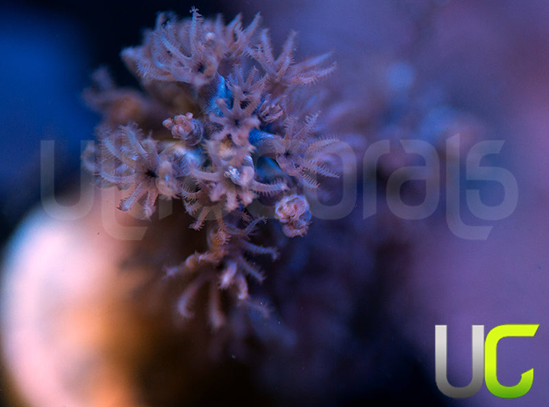 Aquacultured Slit Pore Gorgonia